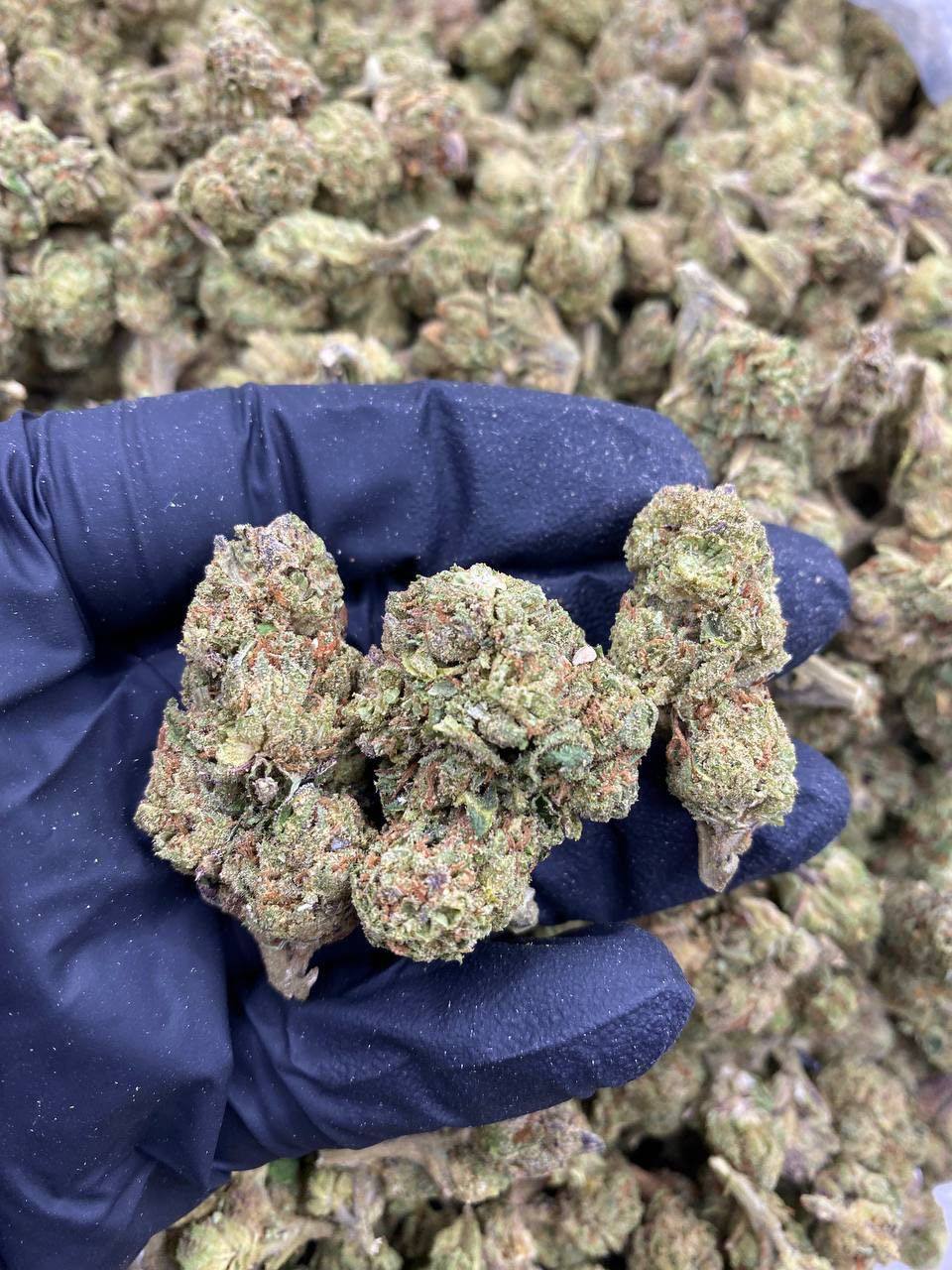 G45 Ounce